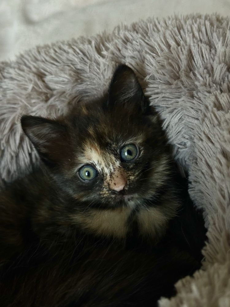 Дарю котят в хорошие руки
