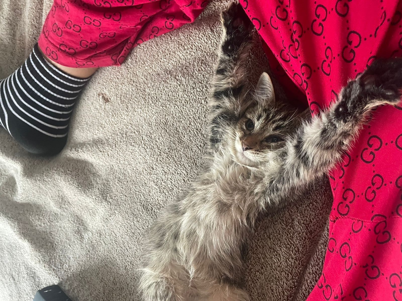 Спяший котик, любит играть в игры,любит поесть