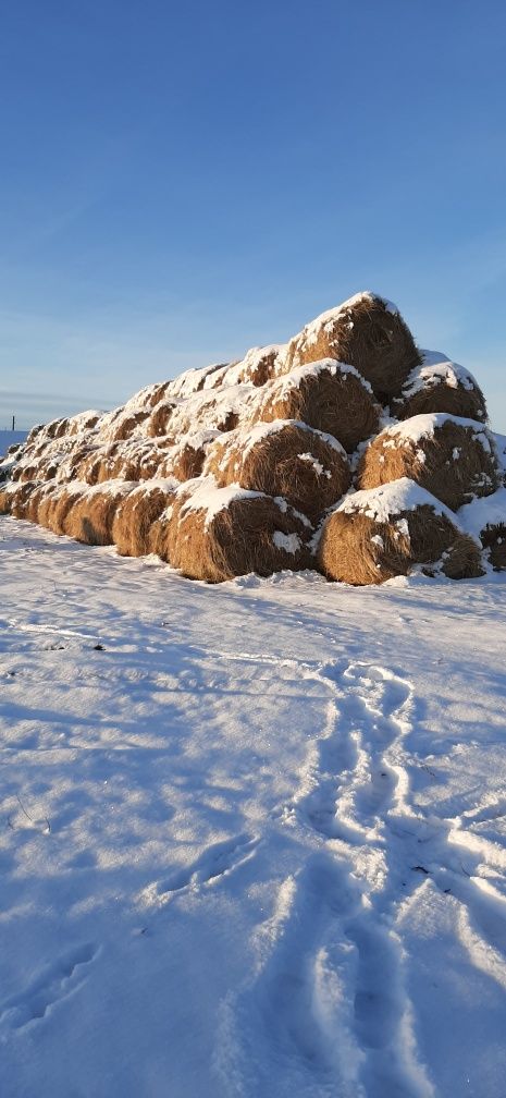 Продам свежее сено