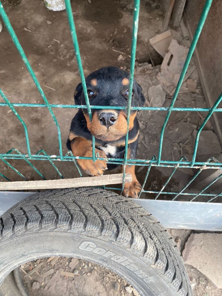 Продам щенка ротвейлер