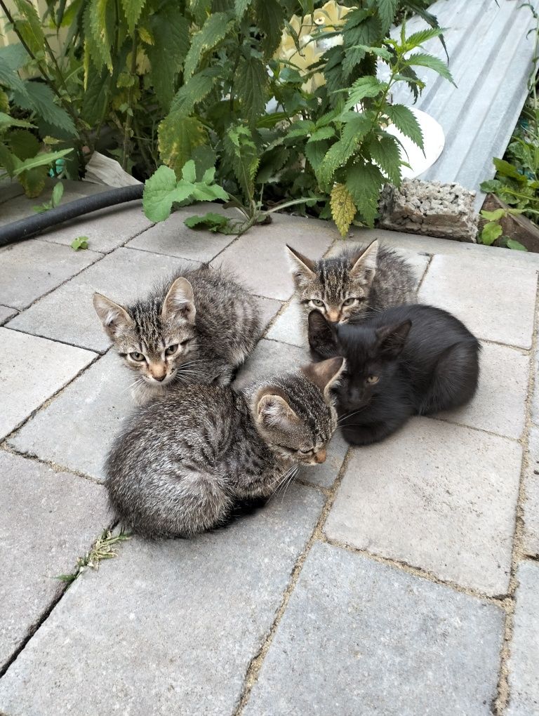 Отдам  умных, шустрых котят