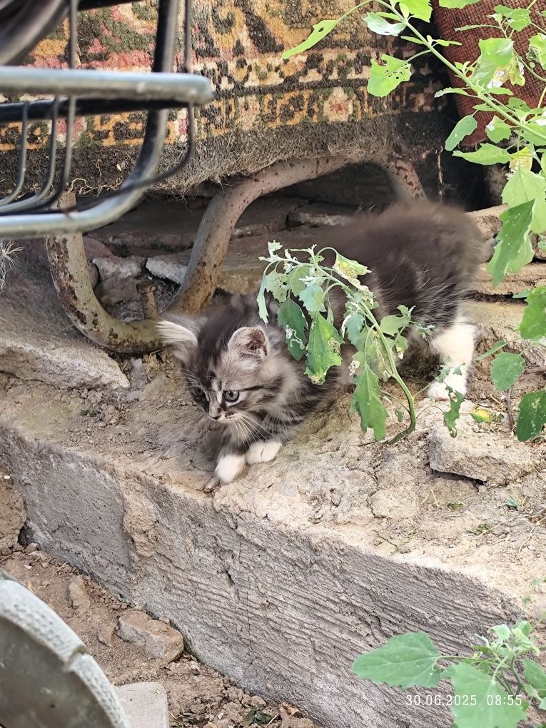 Отдам котят в хорошие руки
