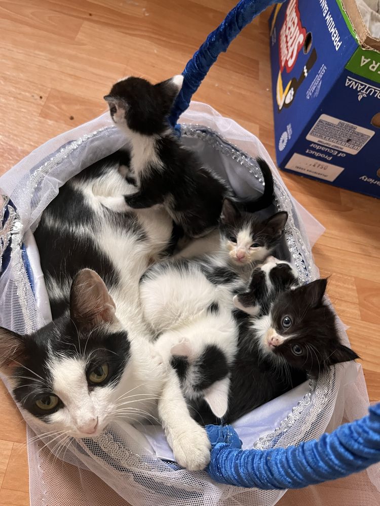 Разраю котята город Астана