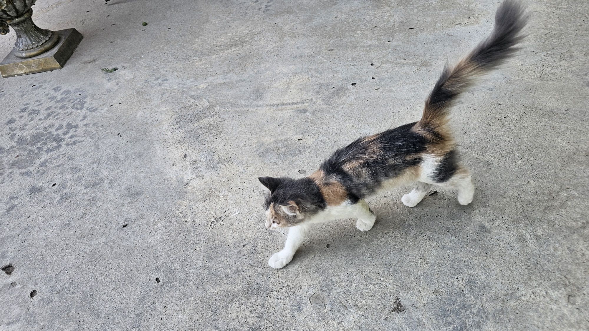 Отдам бесплатно котят