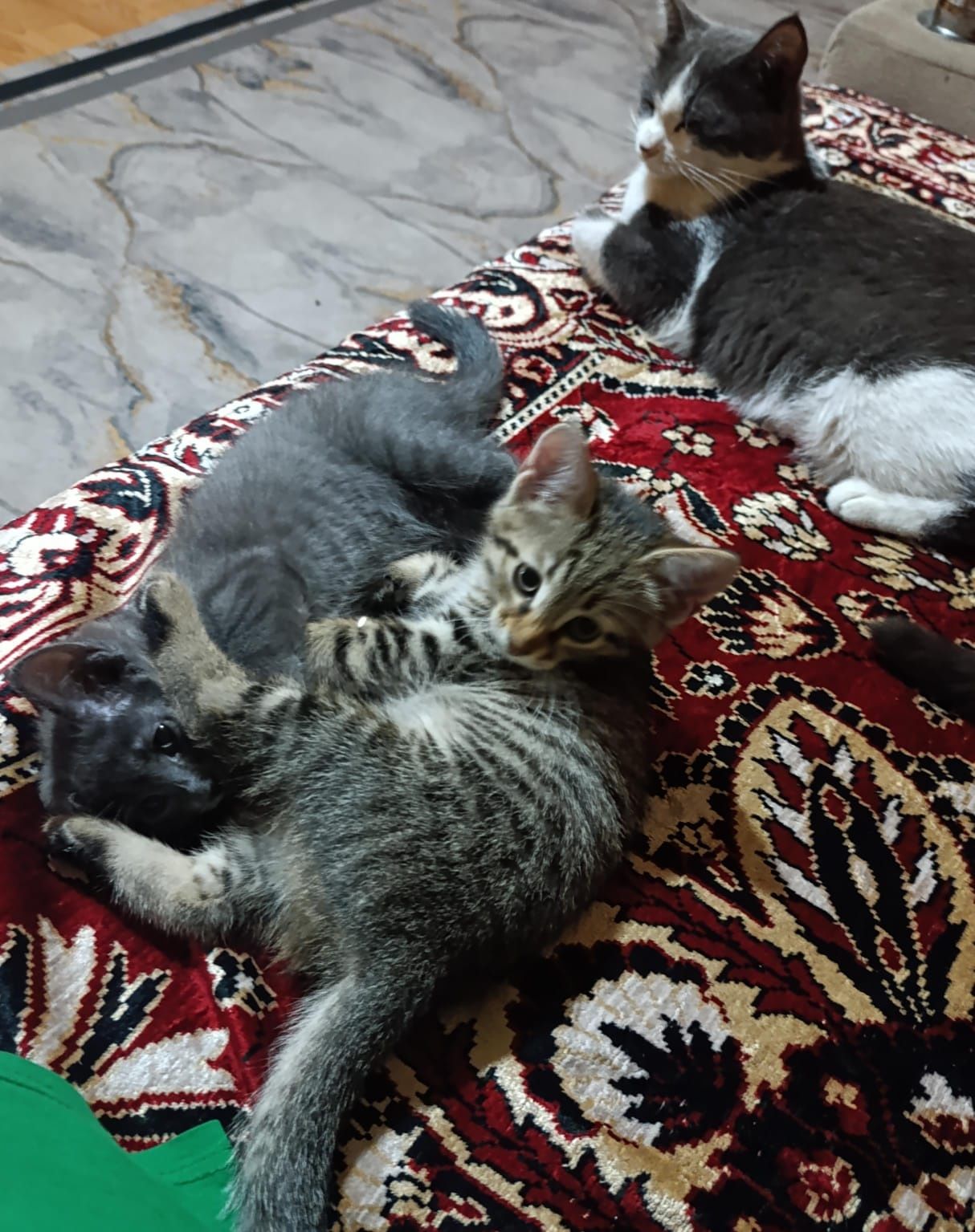 Отдам в хорошие руки котят