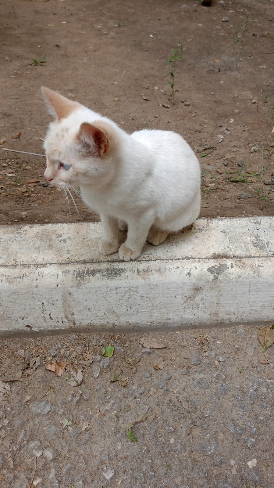 Сиамский котенок