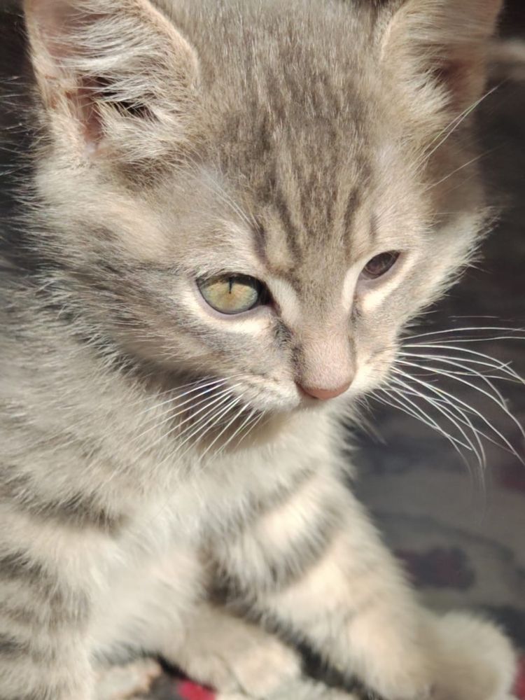 Милейшие котятки