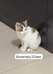 Котята бесплатно