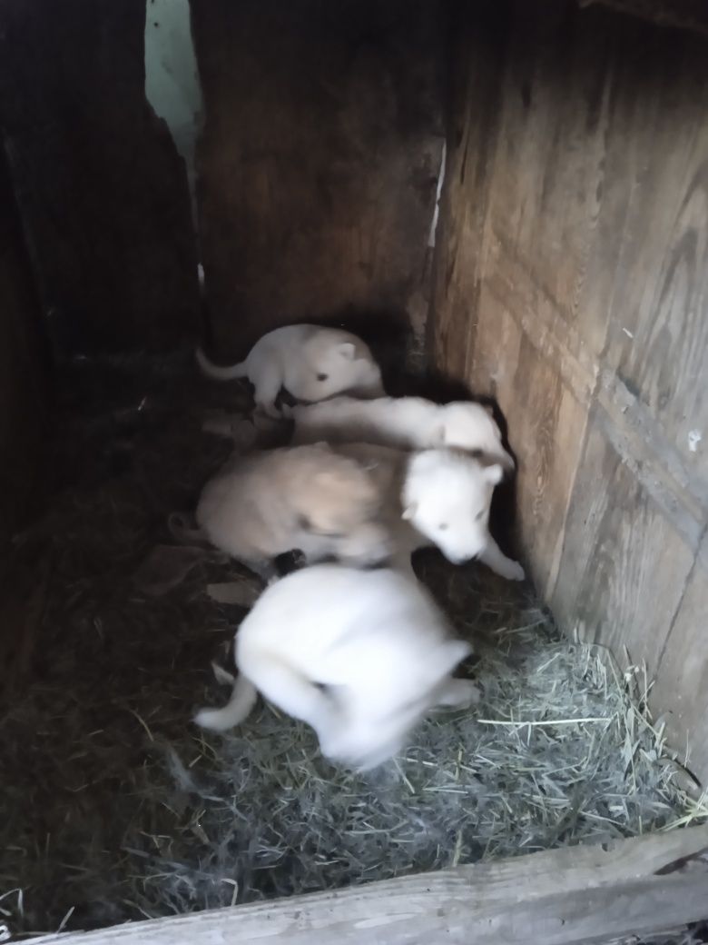 Продам щенят лайки