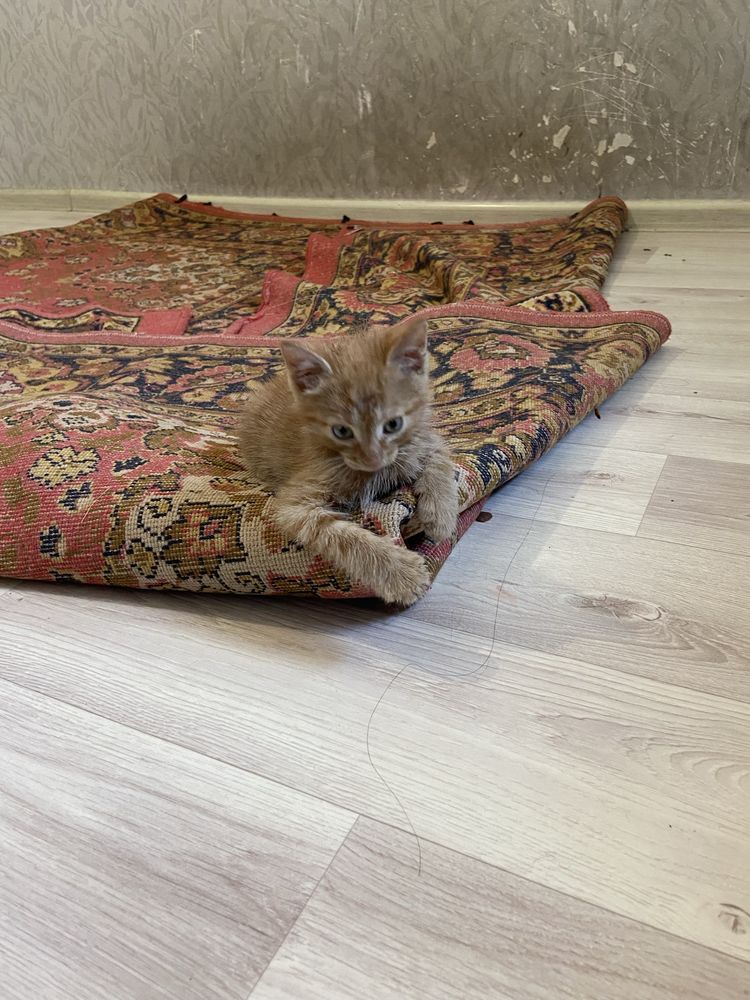 Отдам котёнка в добрые руки