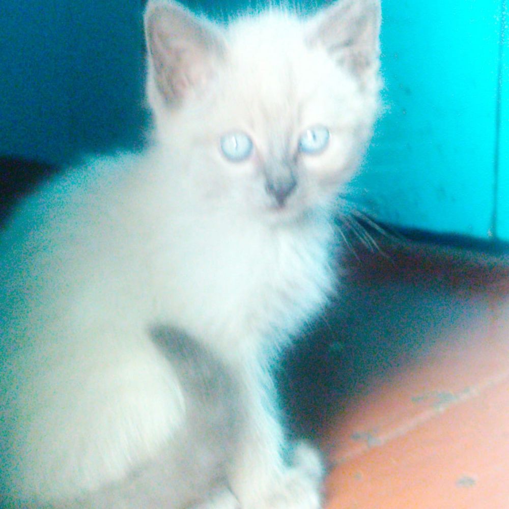 Отдам котят шустрых