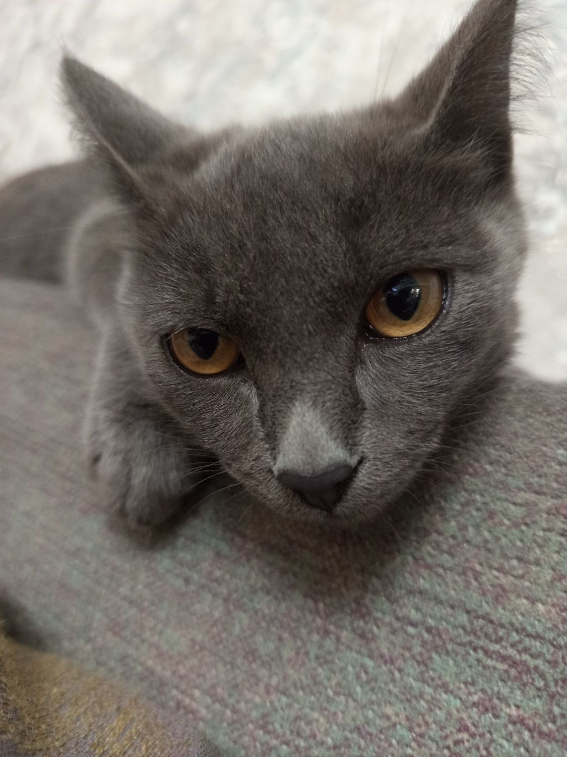 Отдам в добрые руки, кошку британу