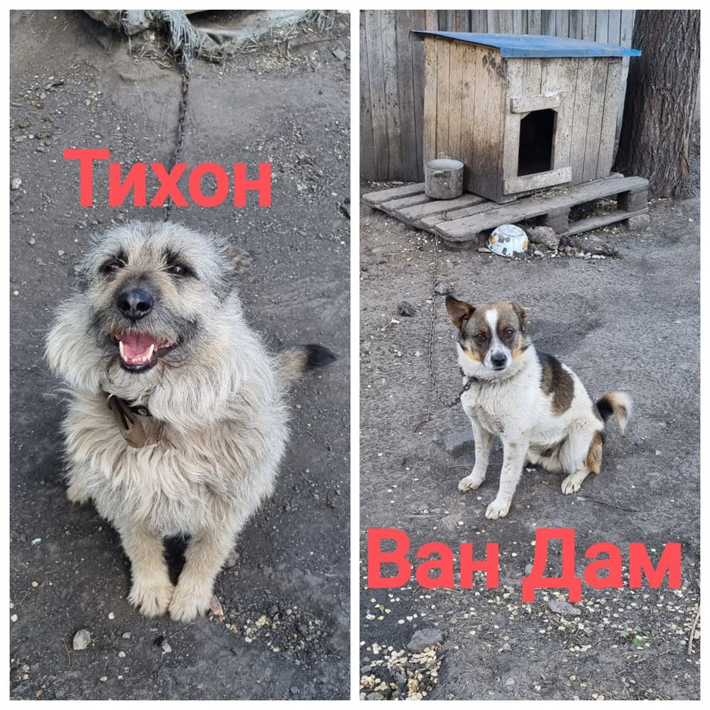 Кобель ищет дом. Будка в подарок