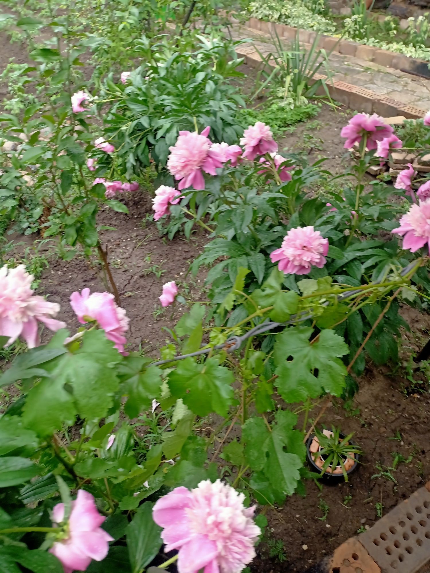 Продаём кустики цветов пиона .