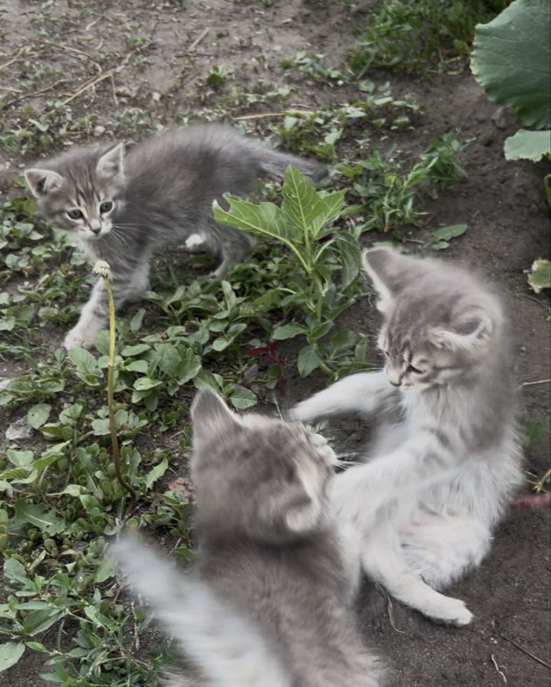 Отдам котят в хорошие руки бесплатно)