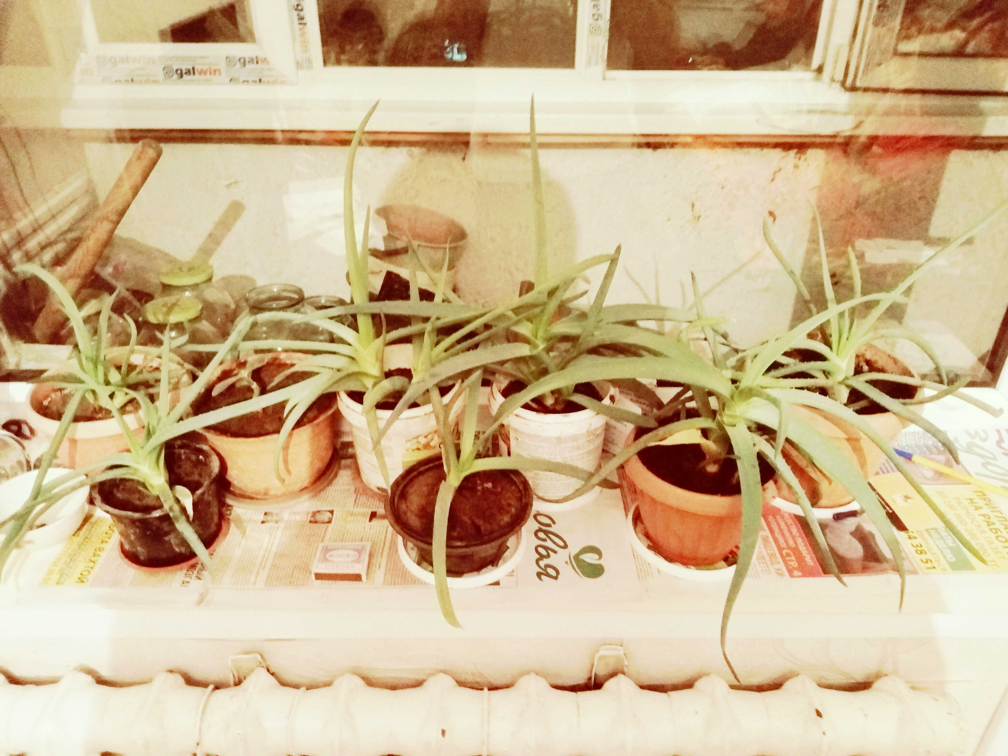 Продам алоэ многолетние