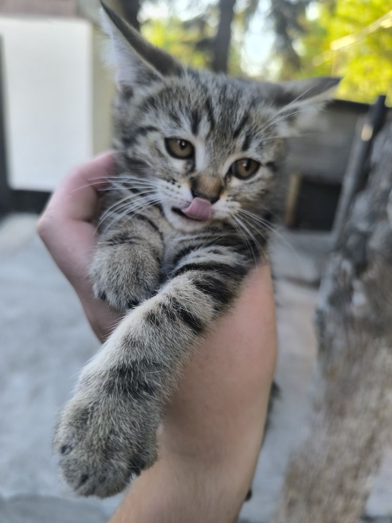Отдам кошку Девочка