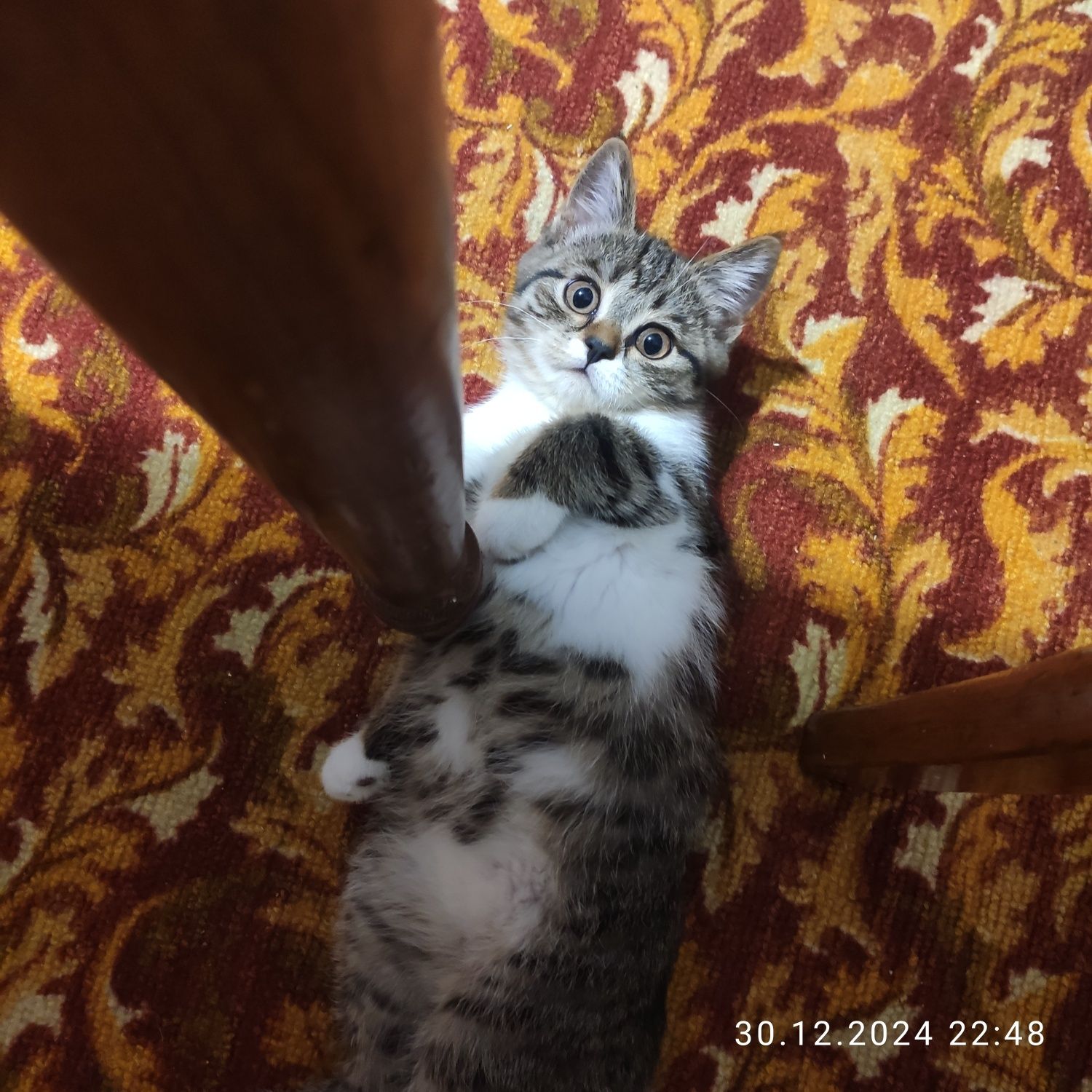 Отдам кошку бесплатно
