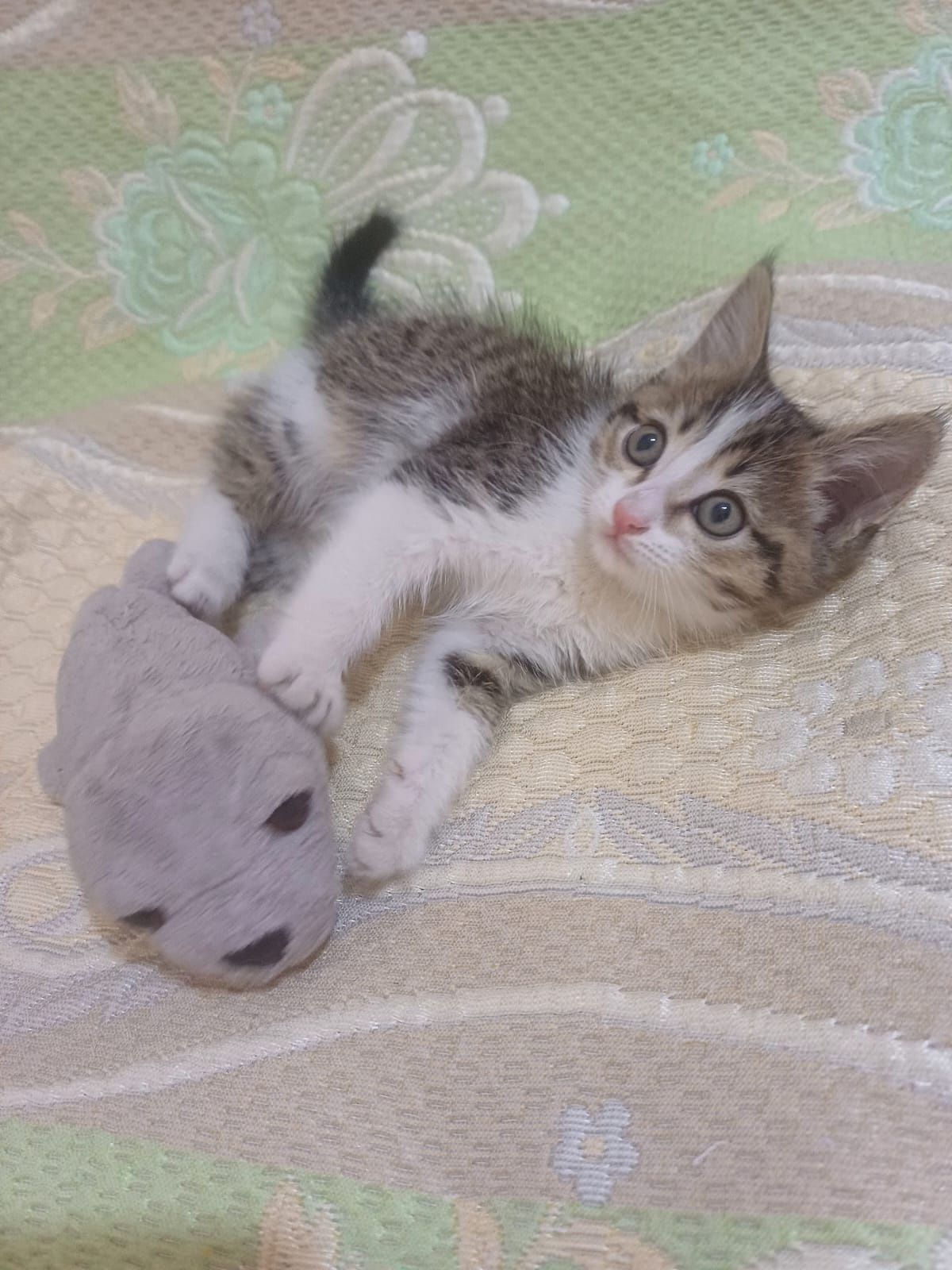 Котёнок мальчик 1,5 мес