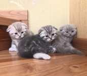 Шотландцкие котята