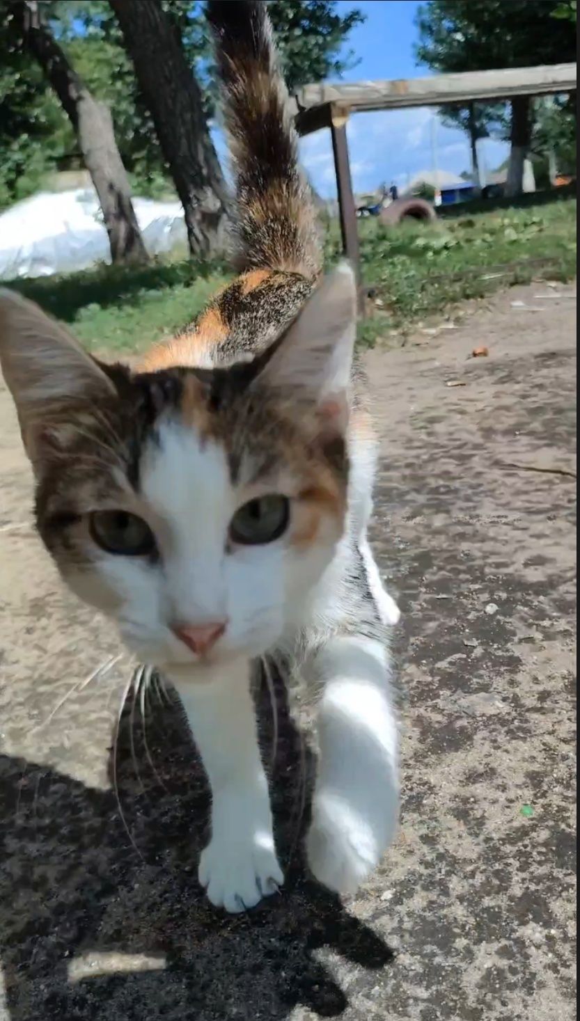 Кошка, котенок подросток, стерилизована