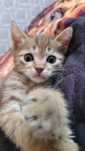 Котёнок шотландский прямоухий