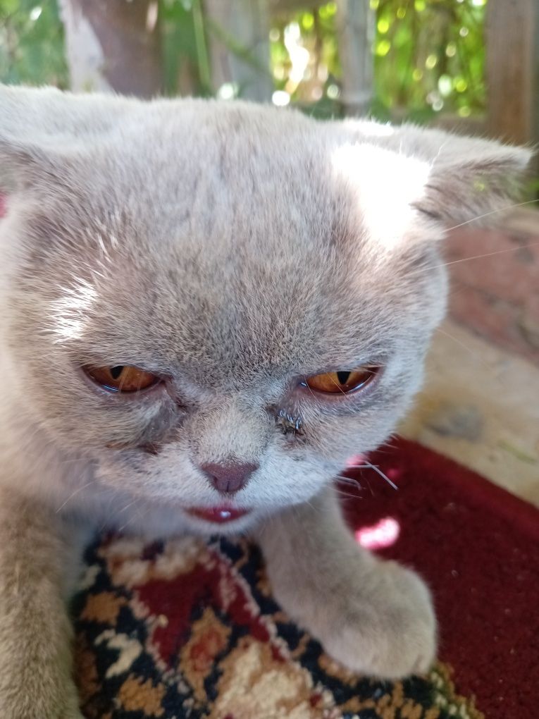 Британский котики