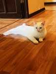 Отдам кота даром