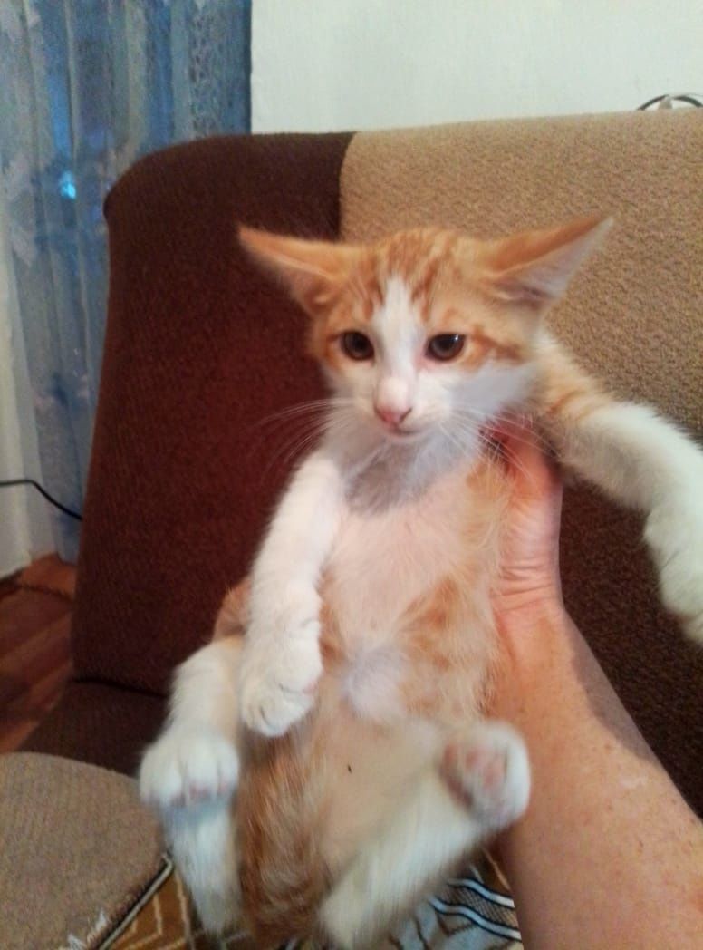 Котята в добрые хорошие руки!