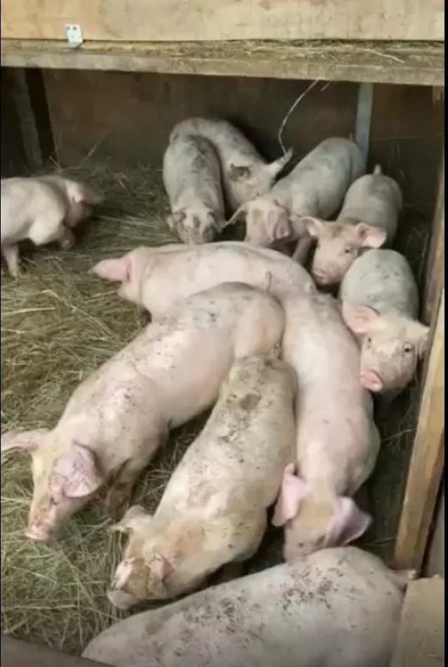 Куры поросята доставка до дома