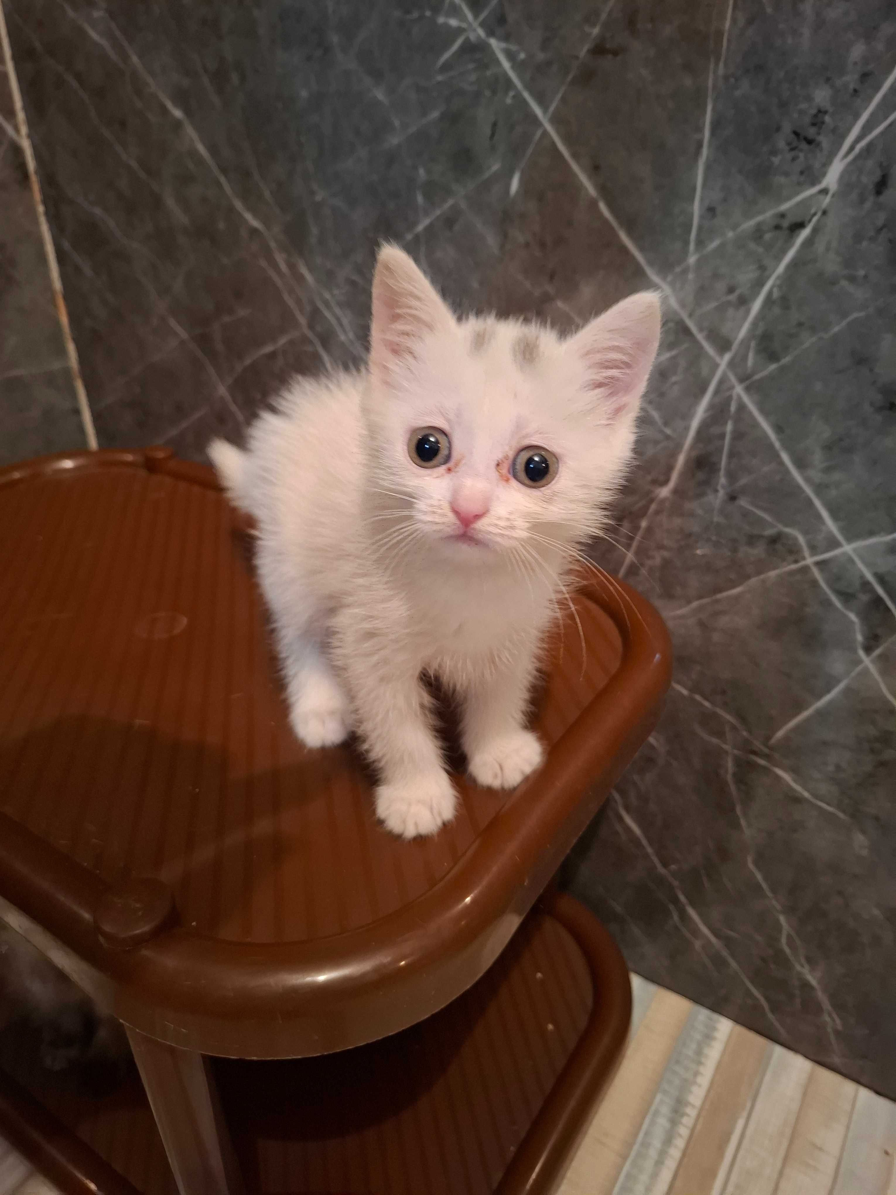 Отдам в добрые руки котенка