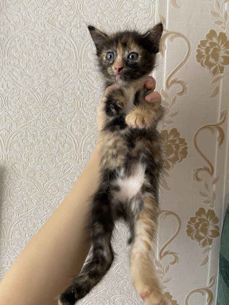 котенок в добрые руки