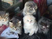 Отдам котят добрые руки