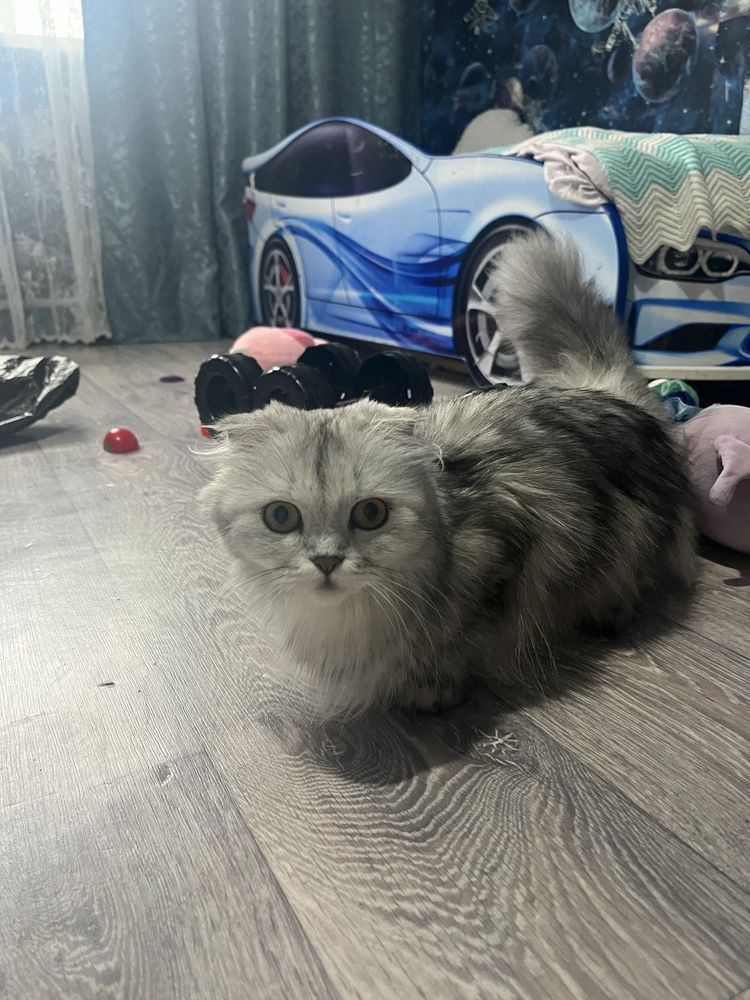 Шотландская вислоухая кошка