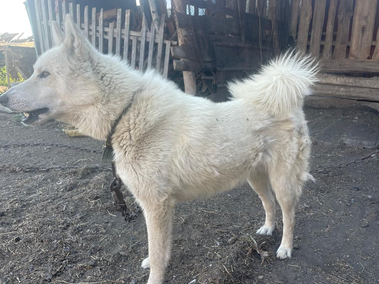 Продам щенят лайки