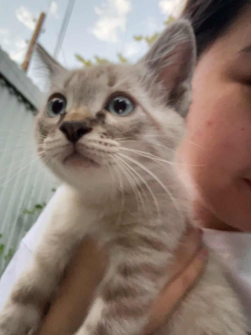Котята бесплатно