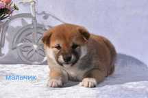 японские сибы разного окраса