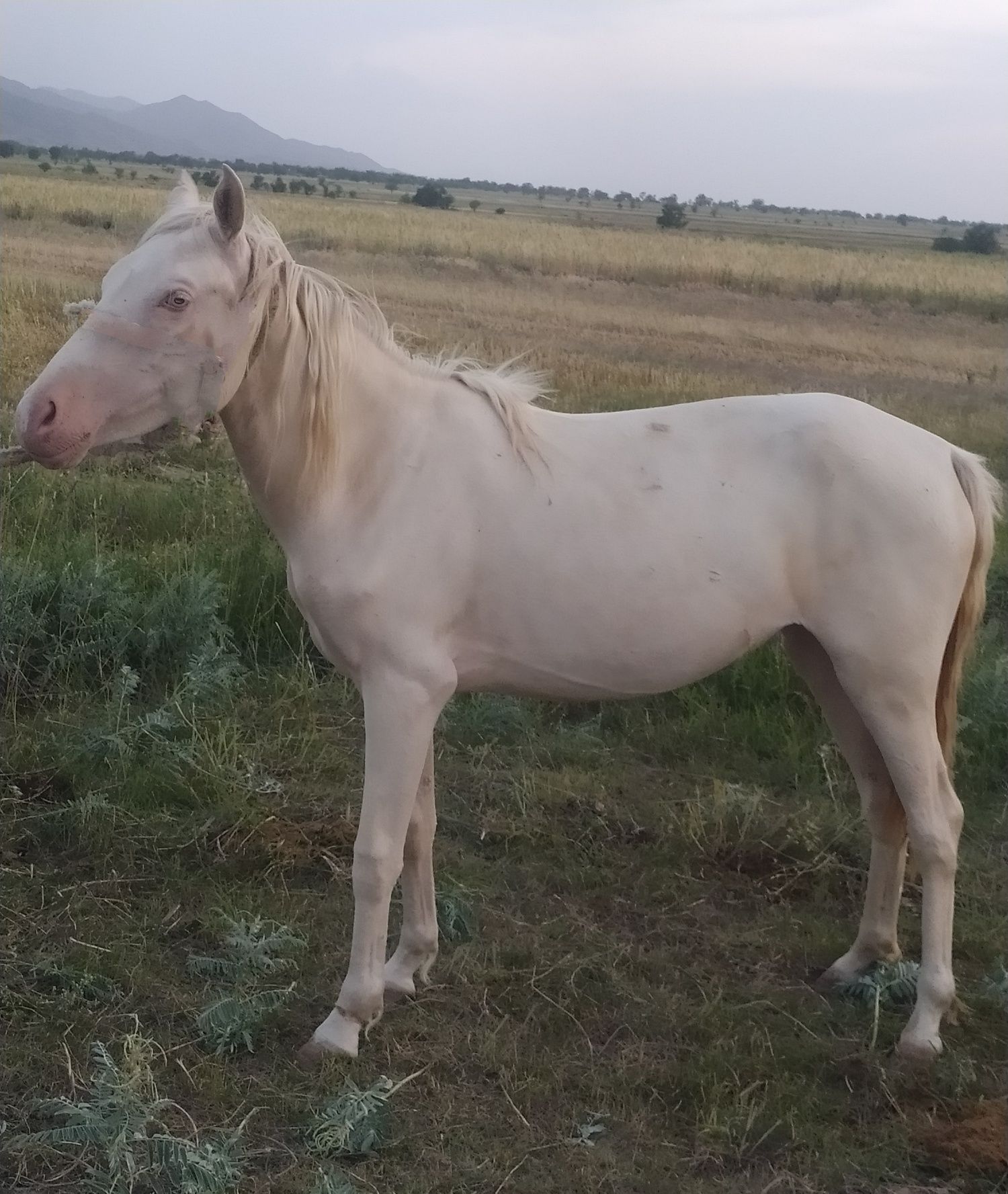 Продается породистая лошадь