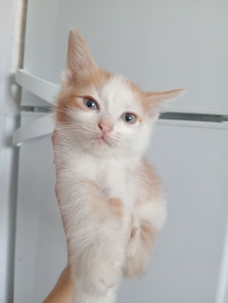 Отдам котят  в хорошие руки, могу привезти.