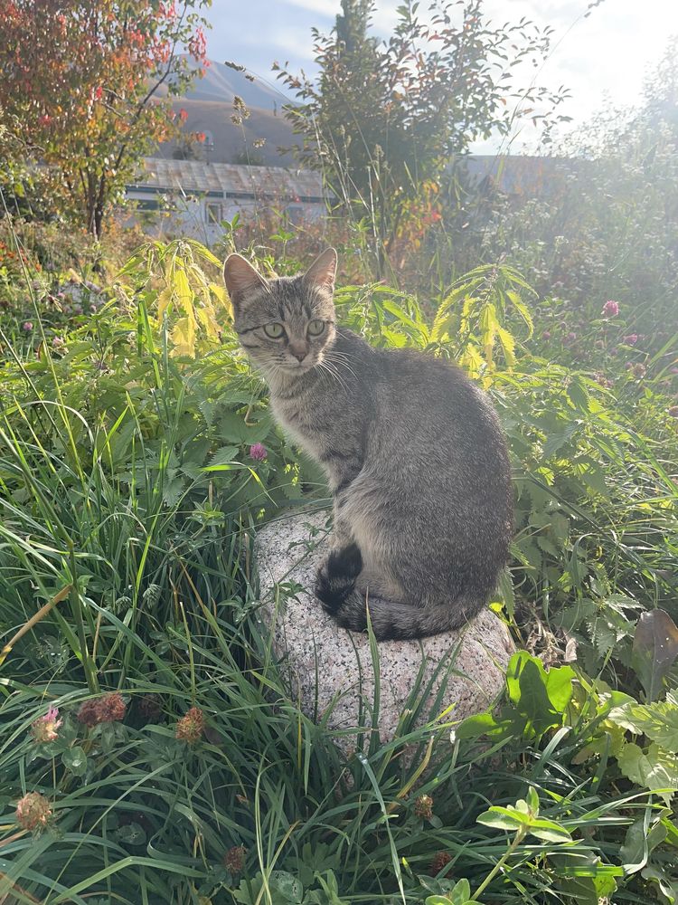 Кошка. Девочка.