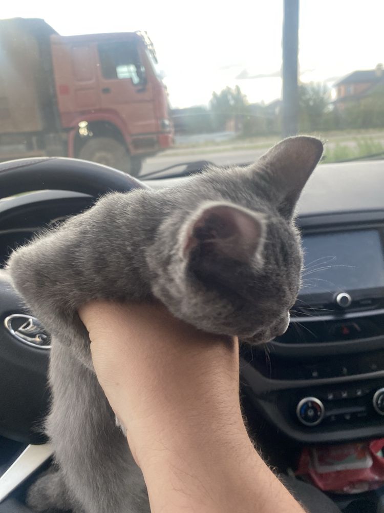 Котенок бесплатно