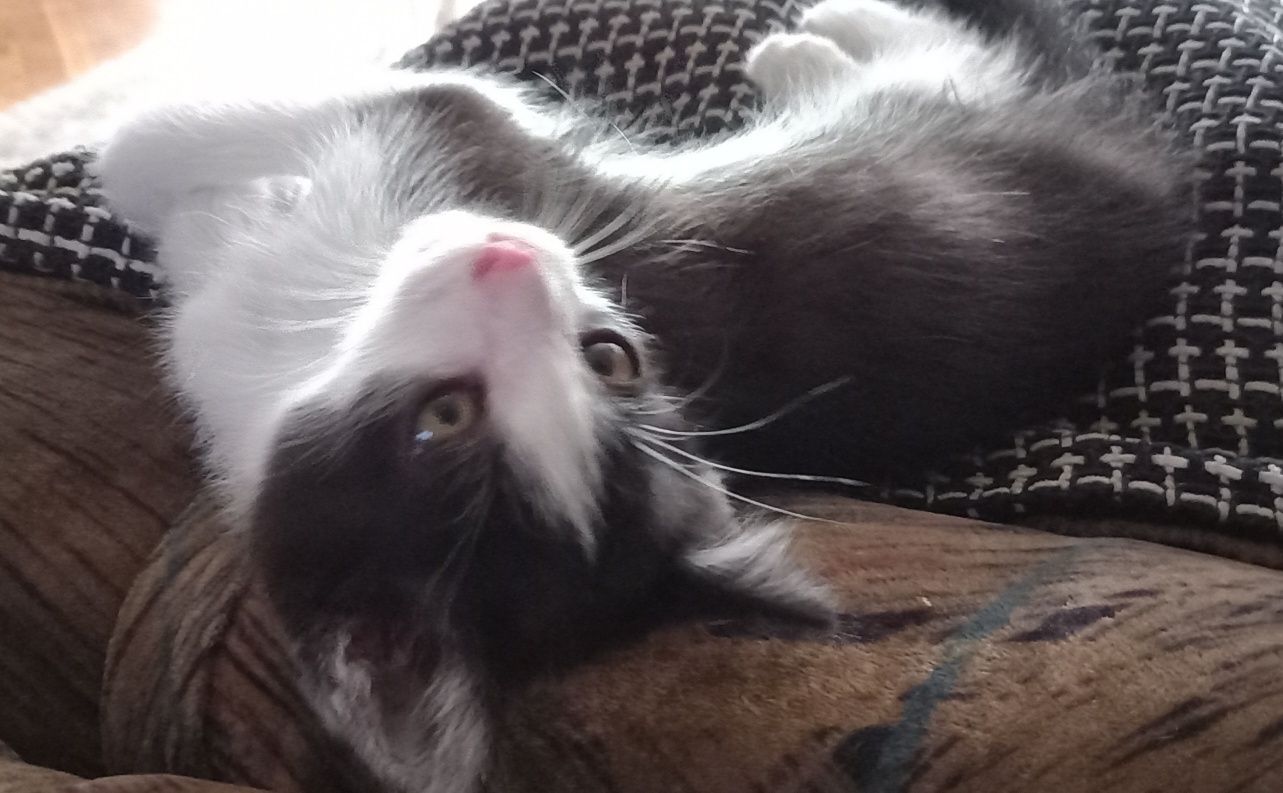 котёнок  бесплатно
