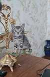 Отдам котенка в добрые руки