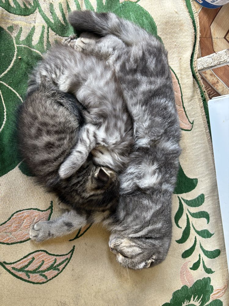 Продаю породистых котят, смесь Вислоухой и Мейн куна