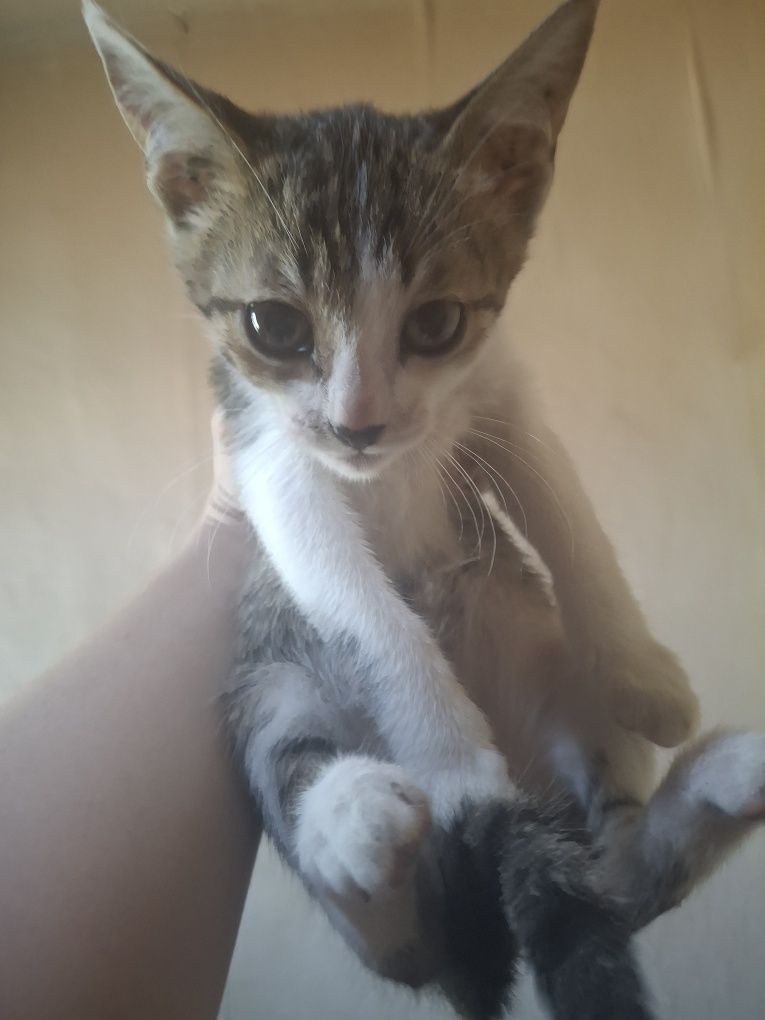 Отдам в добрые руки котят