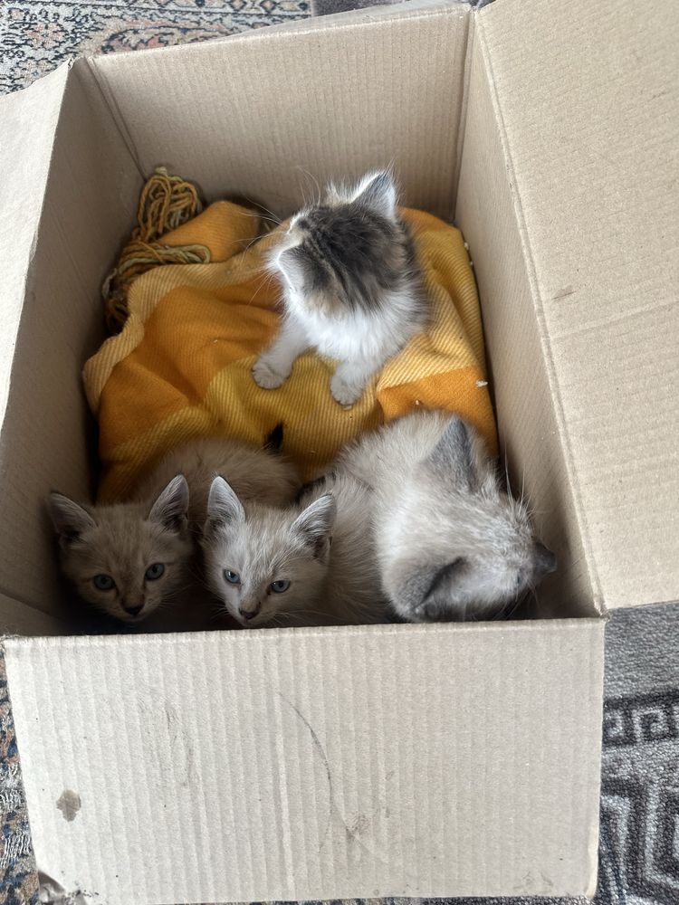 Отдам котят бесплатно