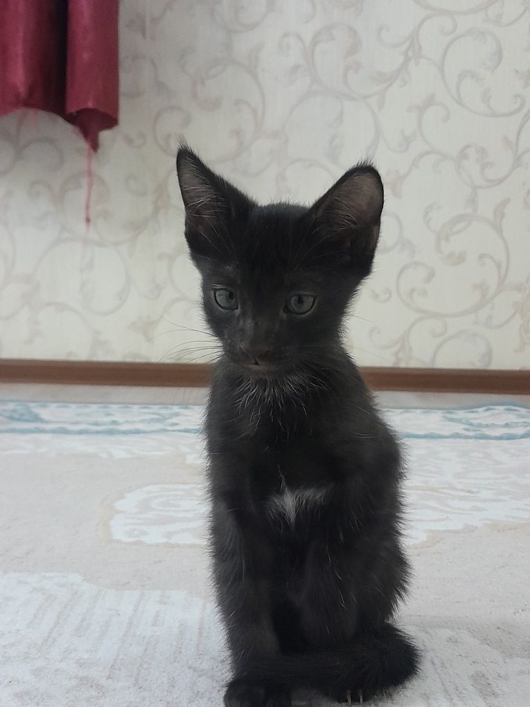 Котята 2  месяца