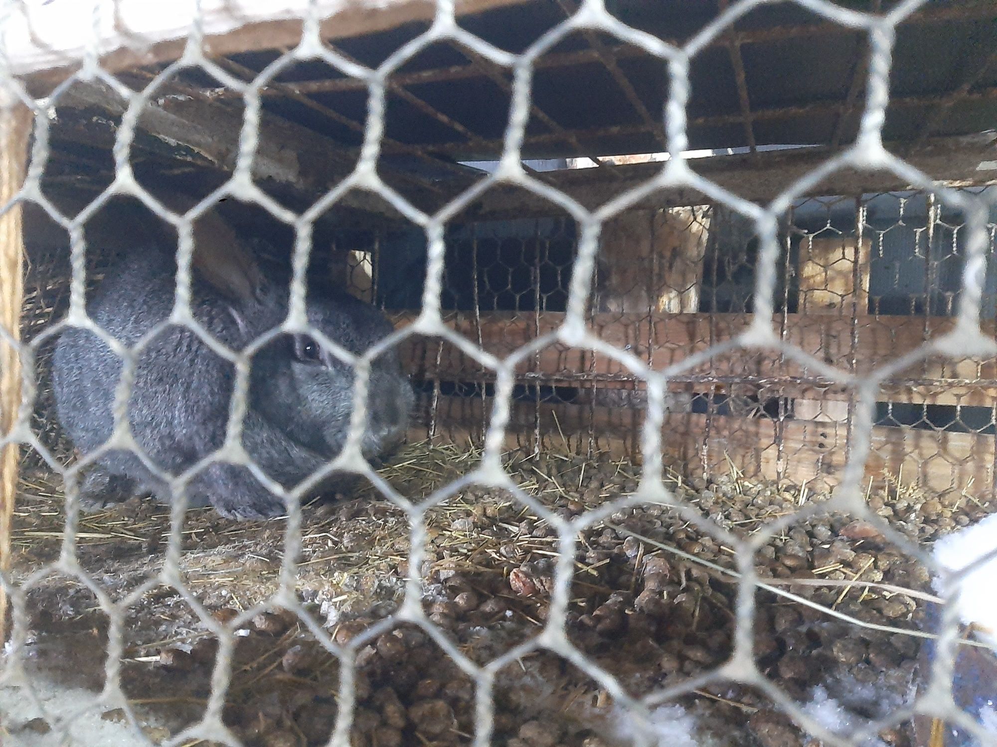 Продам клетку с кроликами