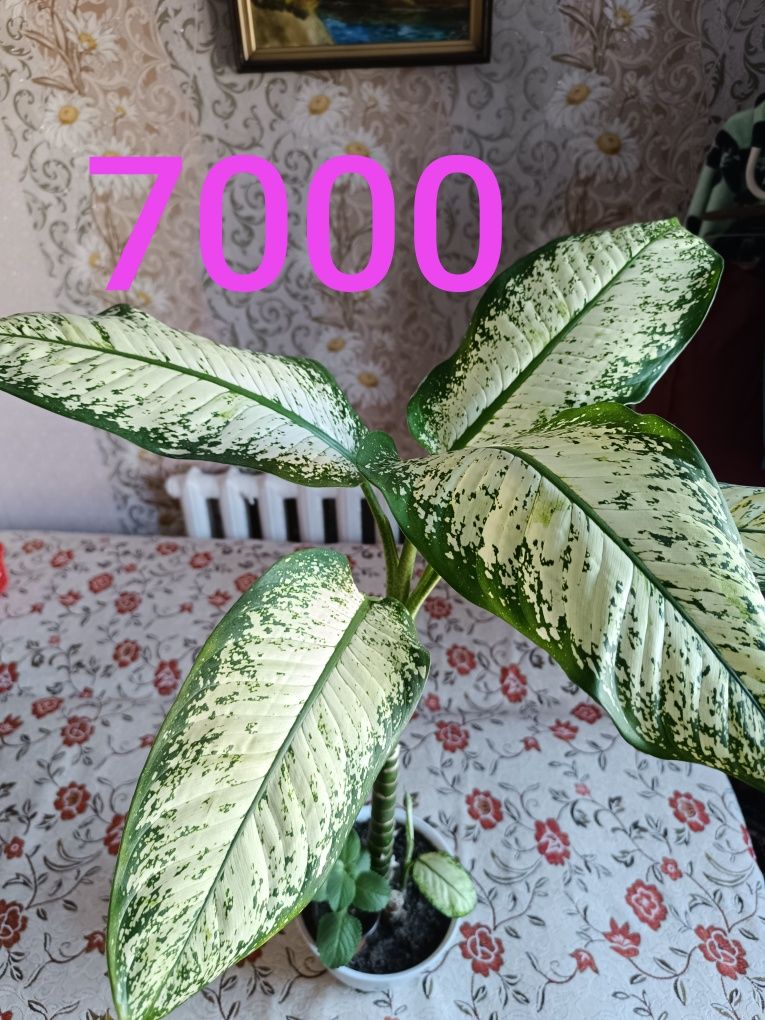 Продам недорого цветы