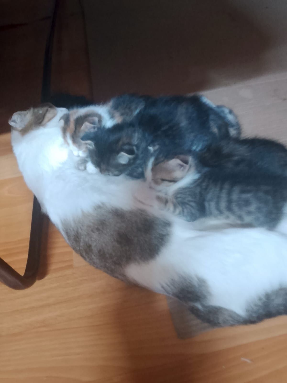 Отдам котят в добрые руки